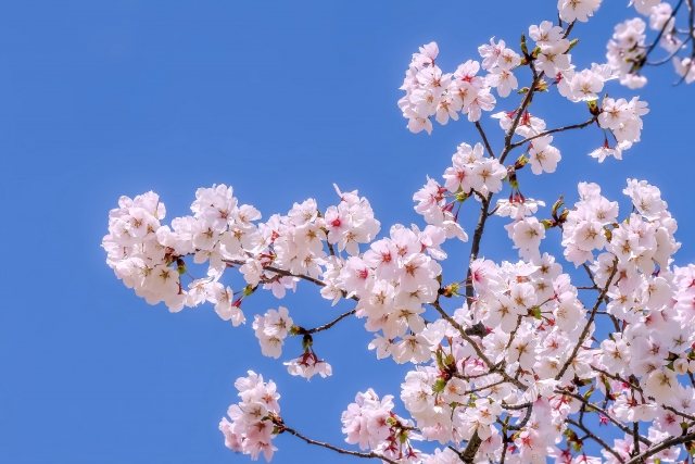 採用・面接